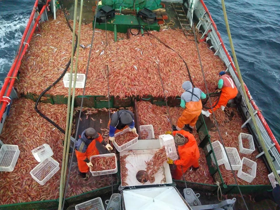 La Legislatura del Chubut pone en marcha la discusión sobre la trazabilidad de la pesca