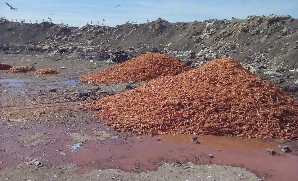 Merino ratificó que Trelew avanza en una ordenanza ambiental para controlar desechos pesqueros