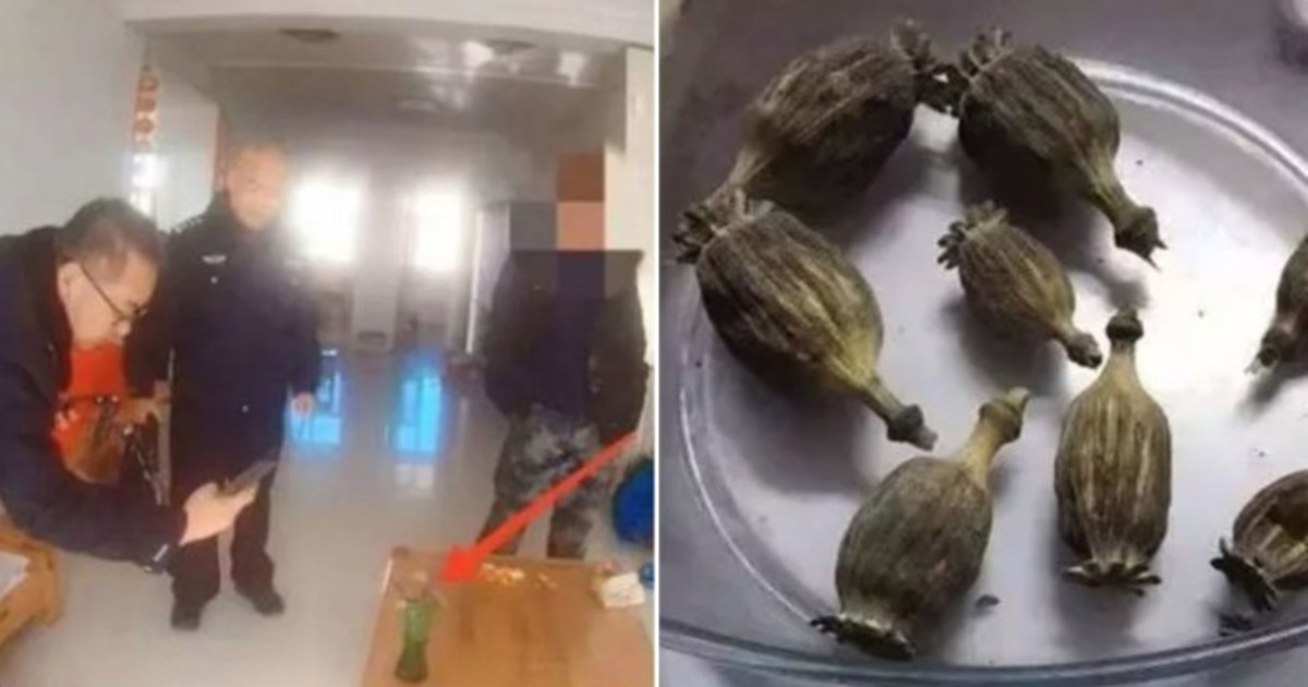 Insólito: Un nene fue castigado por no hacer los deberes del colegio y denunció a su padre por posesión de drogas