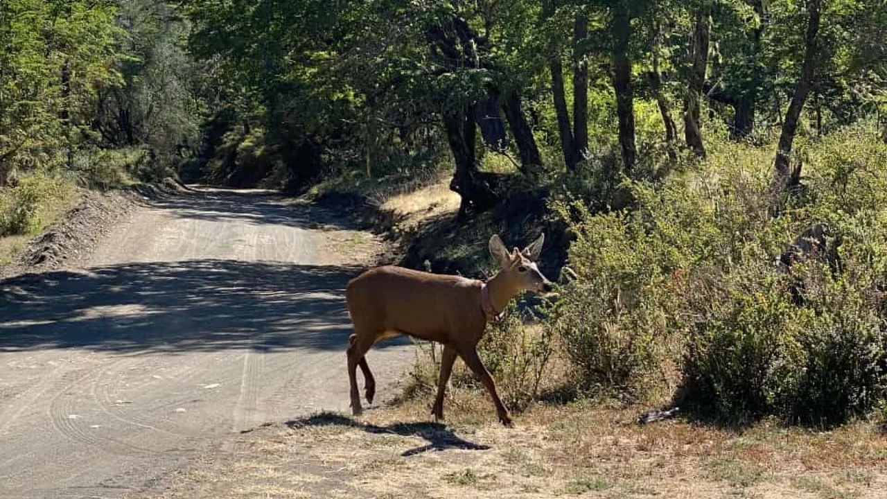 Después de casi 30 años, se registró un huemul en el Parque Nacional Lanín