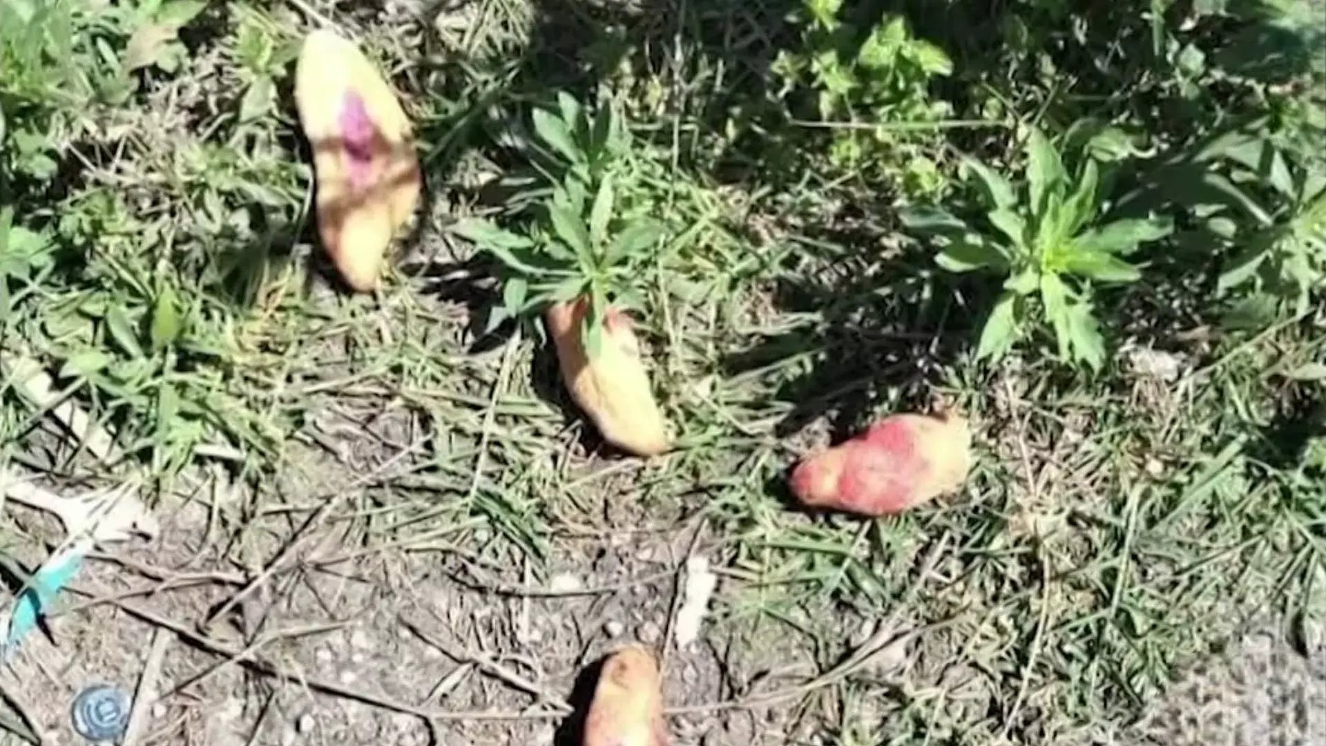 Tres nenas murieron tras comer pan envenenado: sus vecinos lo habían dejado en la vereda para los perros