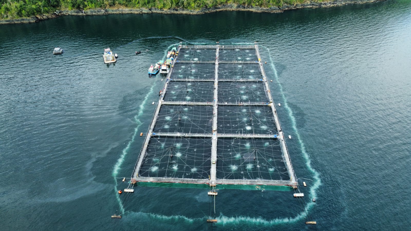 El exitoso caso de la acuicultura en Chile: Auge, derrumbe y ascenso de una industria que genera millones de dólares y miles de empleo