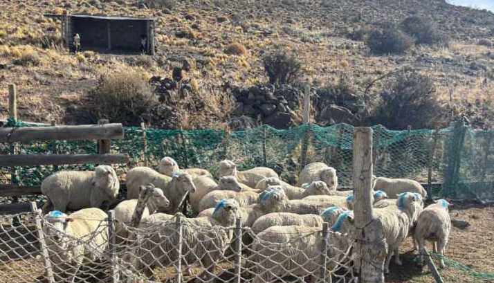 Allanamiento en Gan Gan: Recuperan animales robados y secuestran armas