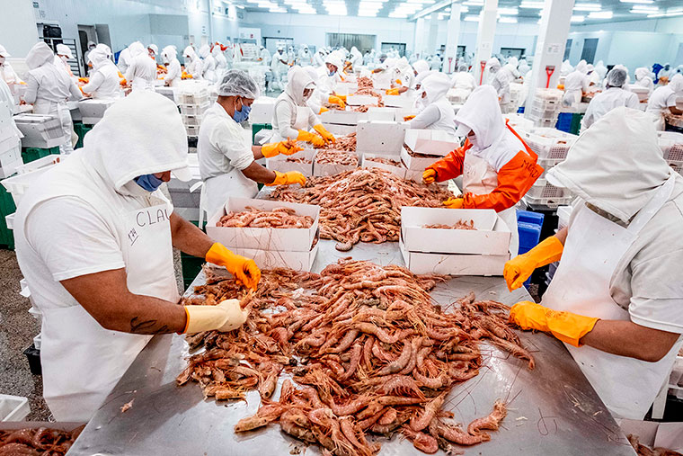 Cuáles son los destinos top de exportación del langostino de Chubut: Dos países concentraron el 50% de los envíos, generando compras por u$s 318 millones