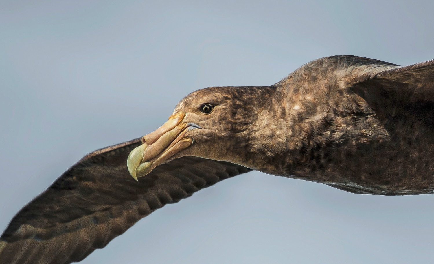 Una de las aves marinas más grandes y fascinantes, fue declarada Monumento Natural y se puede ver en la costa de Chubut