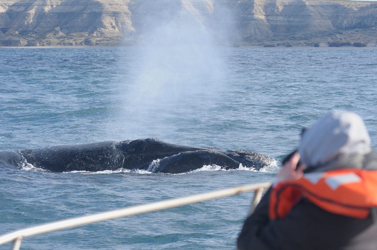 Chubut se prepara para recibir a las ballenas