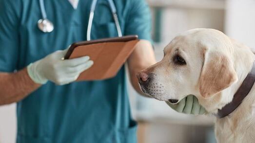 Vecino de Rawson será investigado por presunto envenenamiento de tres perros que murieron