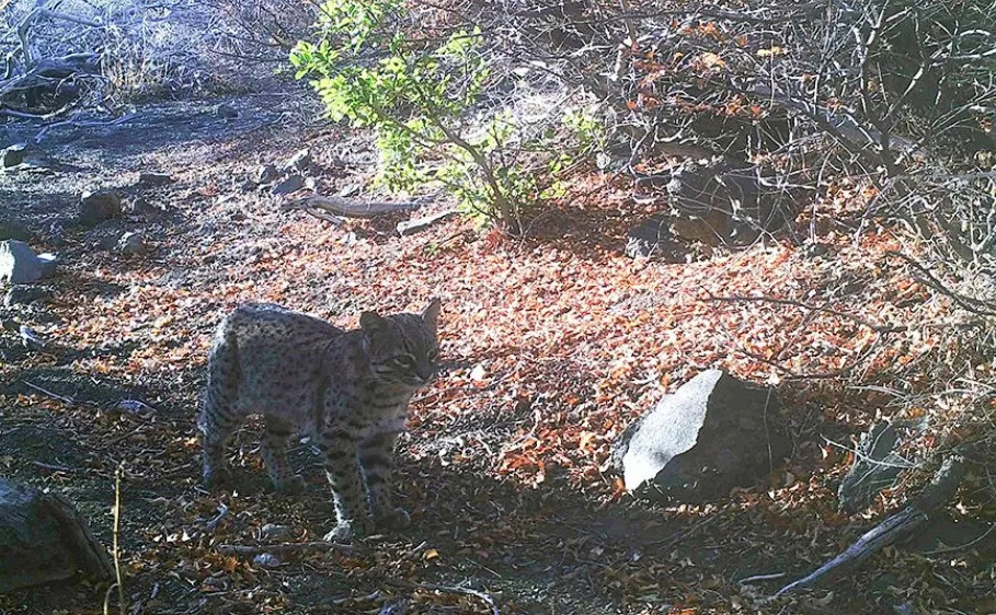 Cámaras trampa registraron fauna nativa en el Área Natural Protegida Copahue