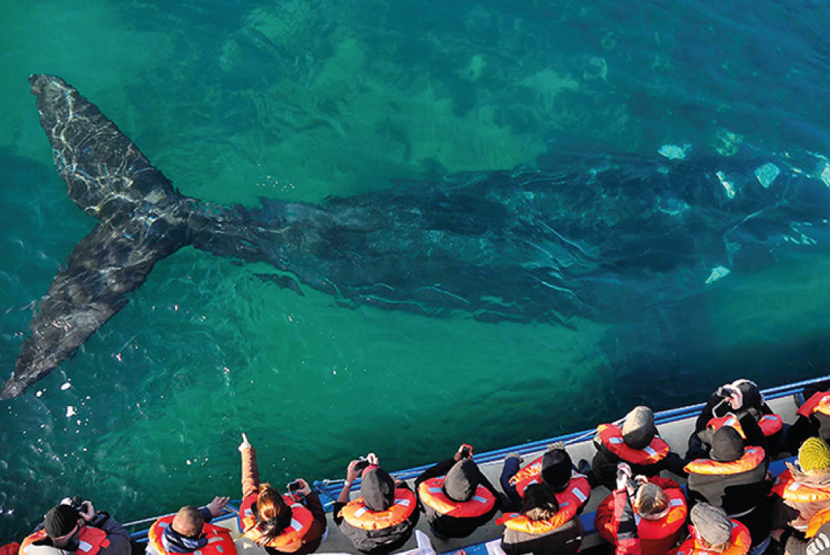 Ballenas en Puerto Madryn: El martes comienza oficialmente la temporada y promete ser una de las más activas de los últimos años