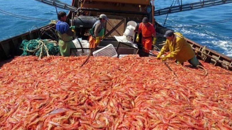 El conflicto del langostino se agrava: Tensión gremial, violencia y exportaciones frenadas