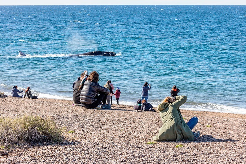 Vacaciones de invierno en Puerto Madryn: Habrá salidas al El Doradillo para que residentes puedan realizar el avistaje costero de ballenas