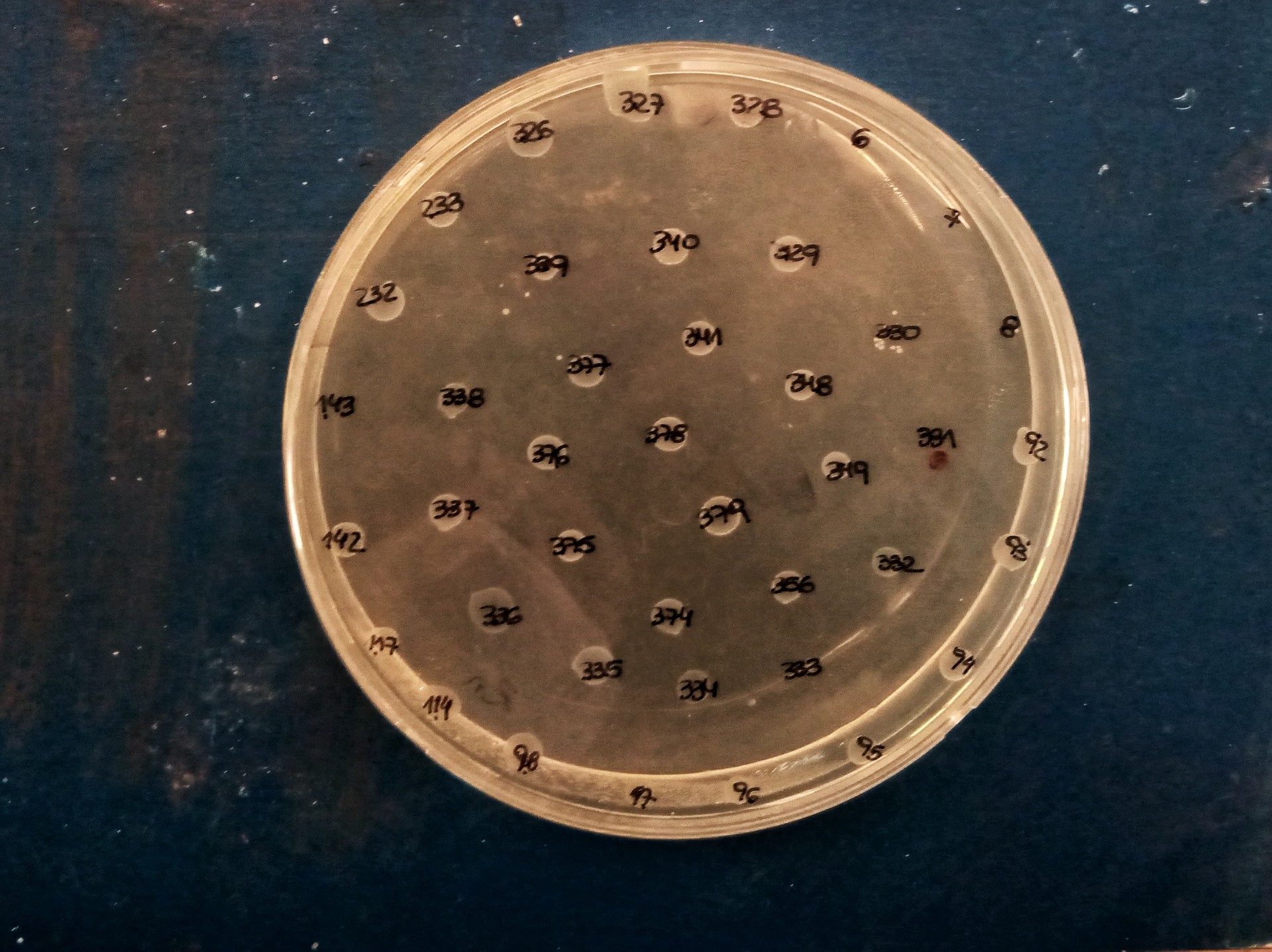 Con financiamiento del Gobierno de Chubut, investigan resistencia bacteriana a metales pesados y antibióticos en la Patagonia