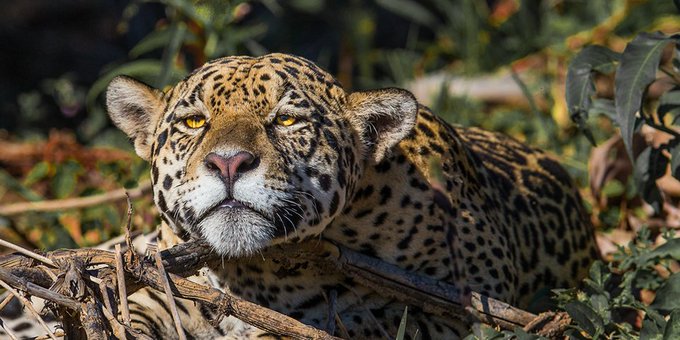 Colombia propone crear un corredor trinacional para proteger al jaguar