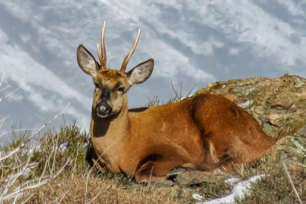 Neuquén refuerza acciones con Chile para la conservación del huemul