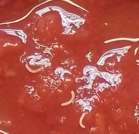 La ANMAT recomendó no consumir tomate triturado de una reconocida marca por posible contaminación con gusanos