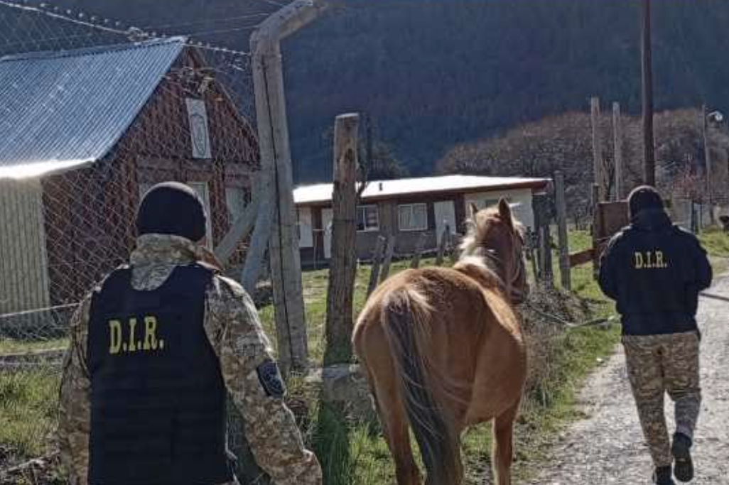 Recuperaron un animal robado en El Hoyo