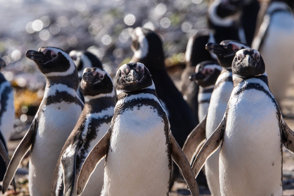 Chubut recibe a los Pingüinos de Magallanes