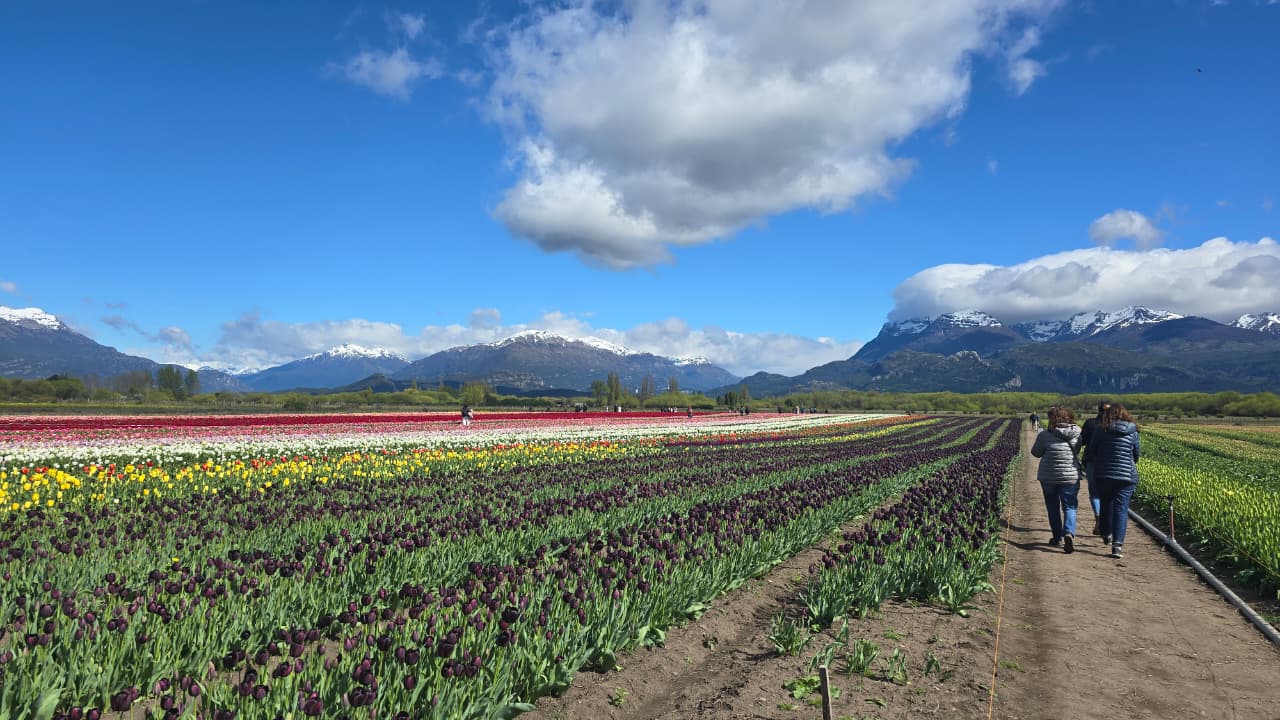 Provincia participó de la Apertura de Temporada de Tulipanes 2025