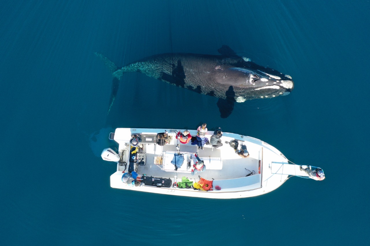 Un estudio reveló la recuperación inédita de la población de ballenas francas australes que estuvo al borde de la extinción en la Patagonia