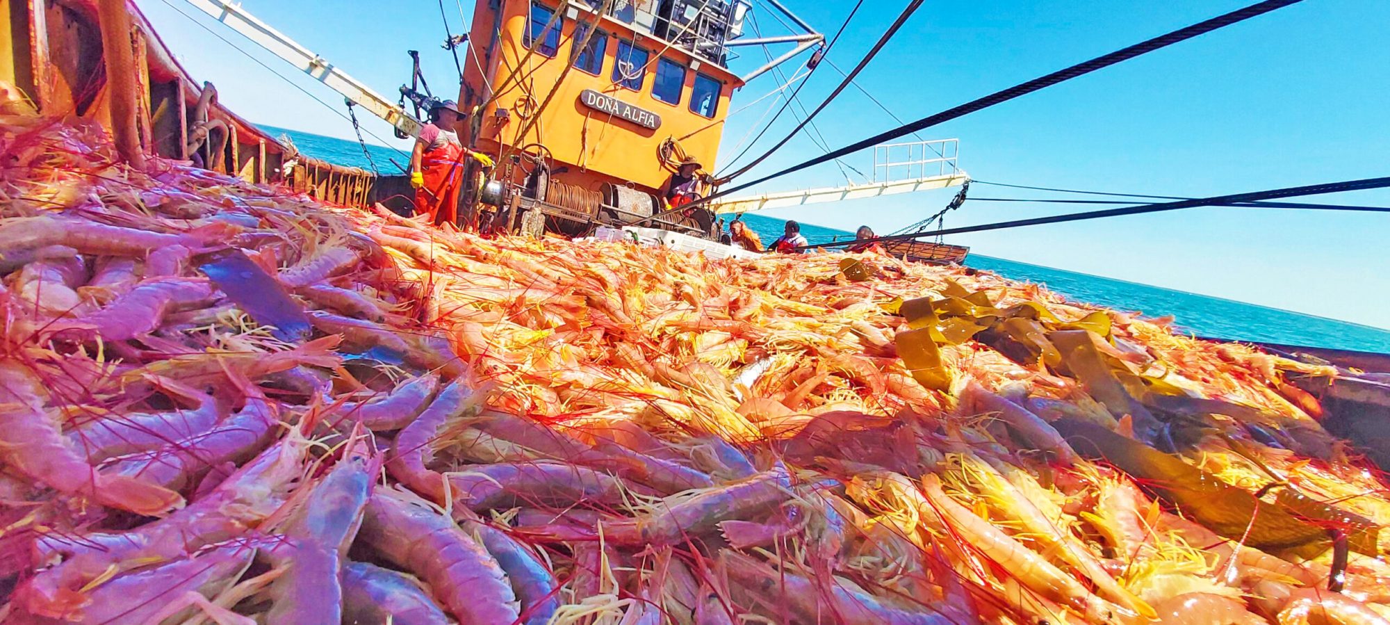 Langostino: Cerraron las zonas de pesca y se acerca el fin de temporada nacional