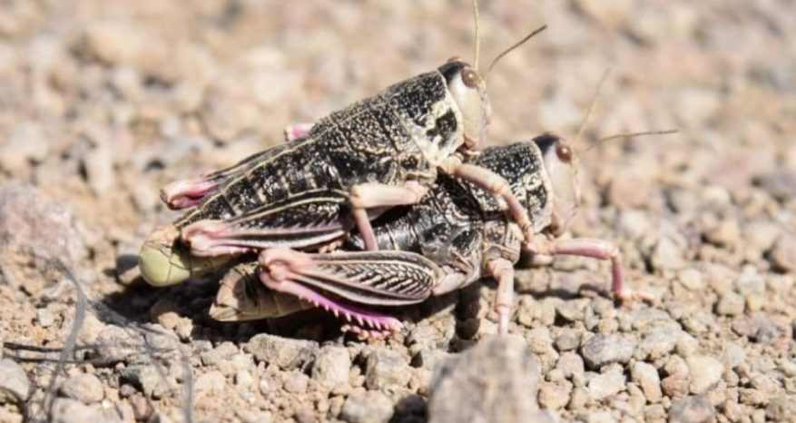Chubut en alerta por la expansión de la Tucura Sapo: advierten riesgo para la producción ganadera y los pastizales