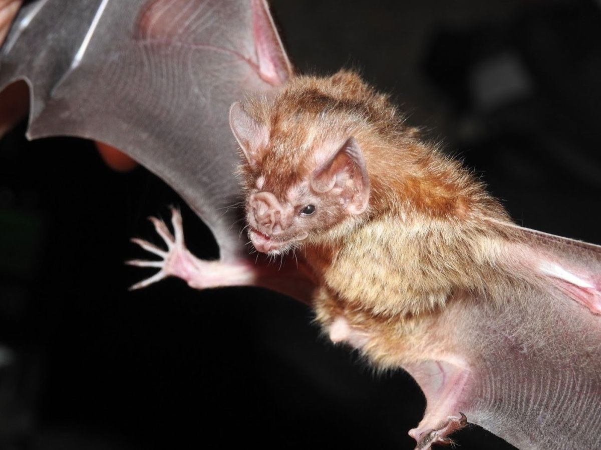 Madryn: Realizarán monitoreo de viviendas y vacunación de animales ante caso de rabia en murciélago