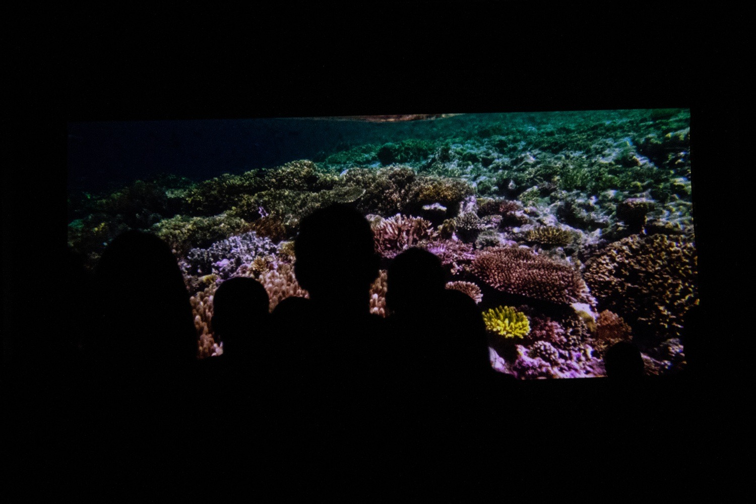 Cine, ciencia y comunidad: Rada Tilly puso en foco la pesca de arrastre y las áreas marinas protegidas