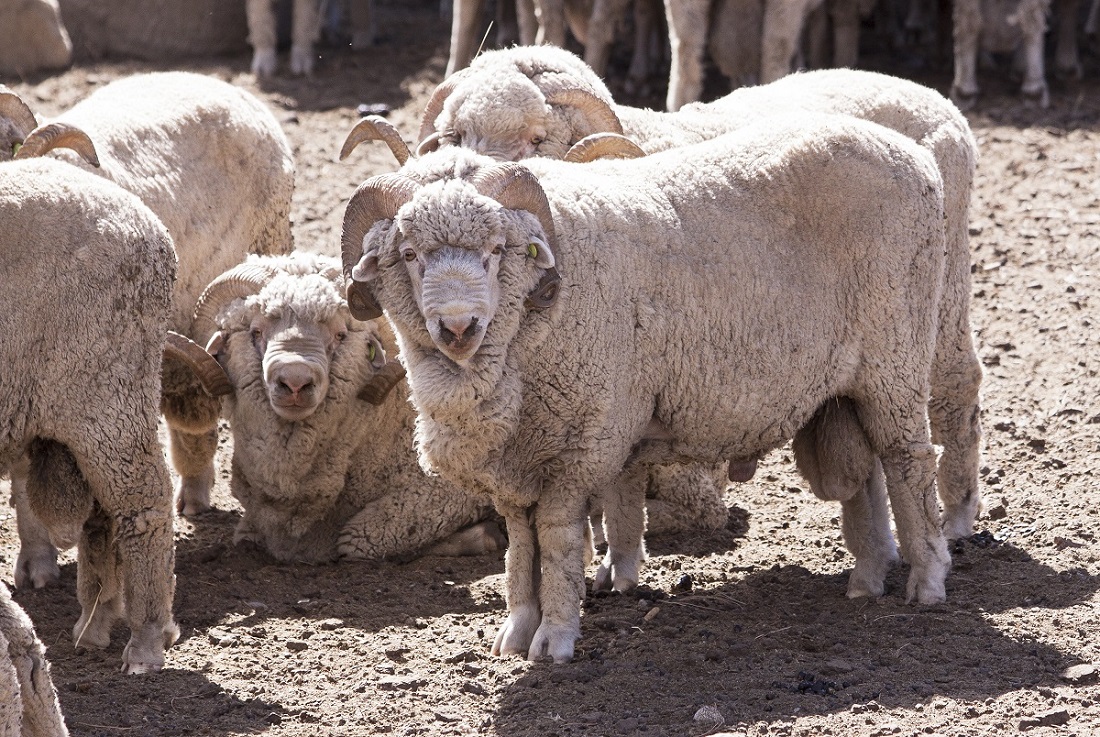 El SENASA declaró alerta sanitaria por sarna ovina en siete departamentos de Chubut