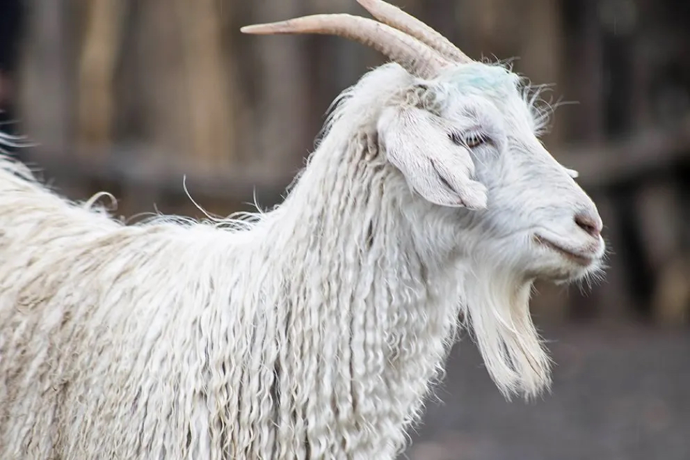 Neuquén: La Provincia pagó $ 741 millones a productores por su calidad y sustentabilidad