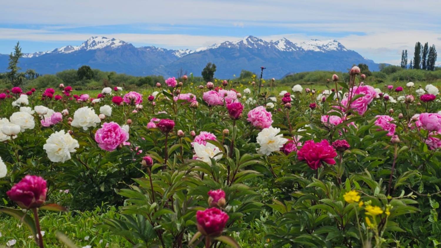 Más de 8.000 peonías que convierten a un valle de Trevelin  en uno de paisajes más hermosos de la Patagonia
