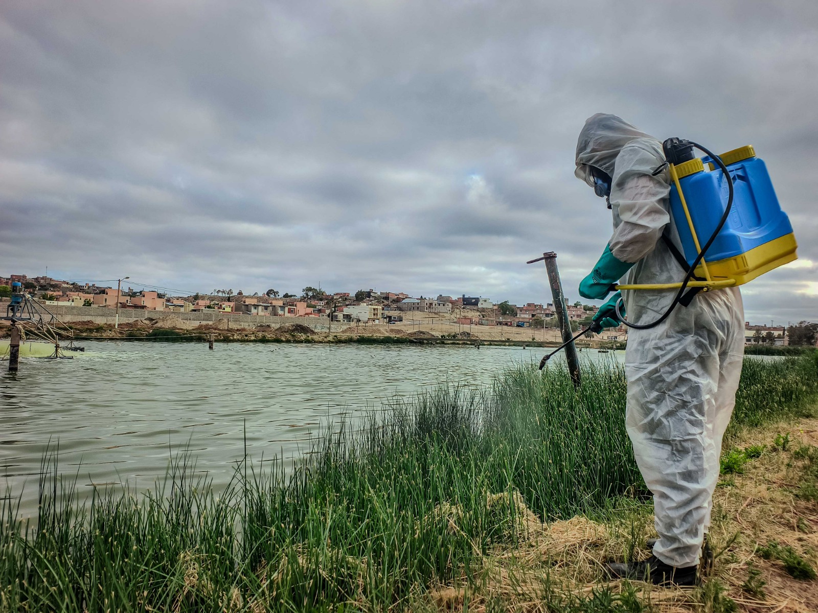 Madryn: Constantes controles de insectos sobre el predio de Lagunas Aireadas