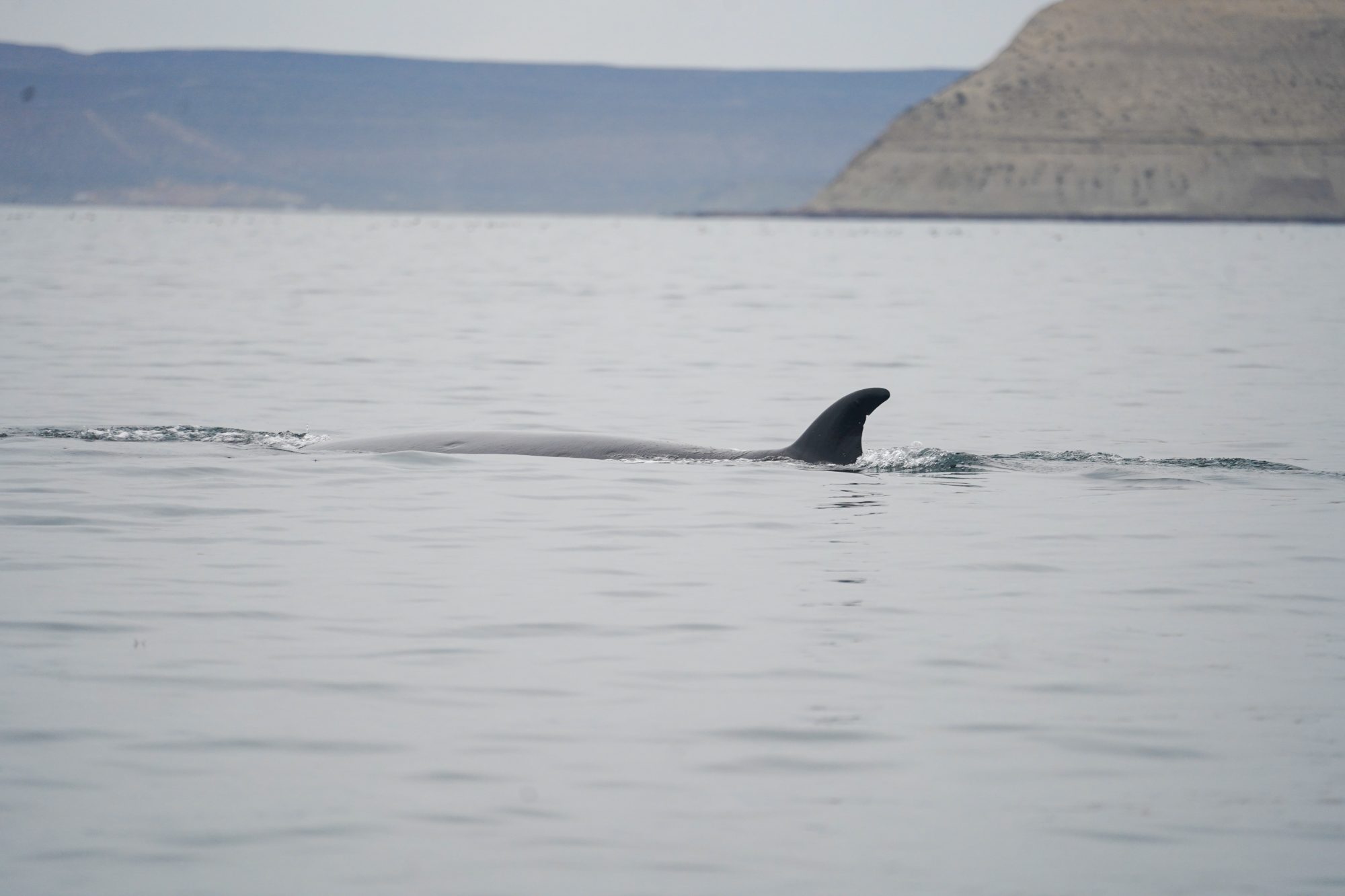 Rada Tilly inicia la Temporada 2026 de avistaje de Ballena Sei con una vigilia en Punta Marqués y transmisión en vivo