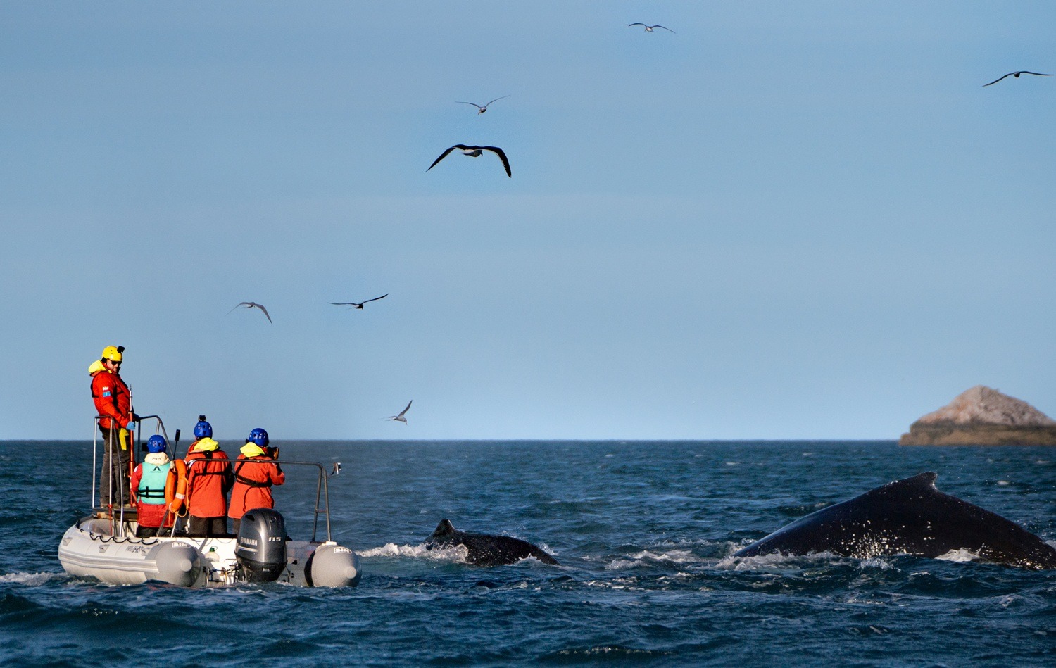 Chubut: por primera vez en la historia de Argentina rastrean ballenas jorobadas desde el Parque Provincial Patagonia Azul