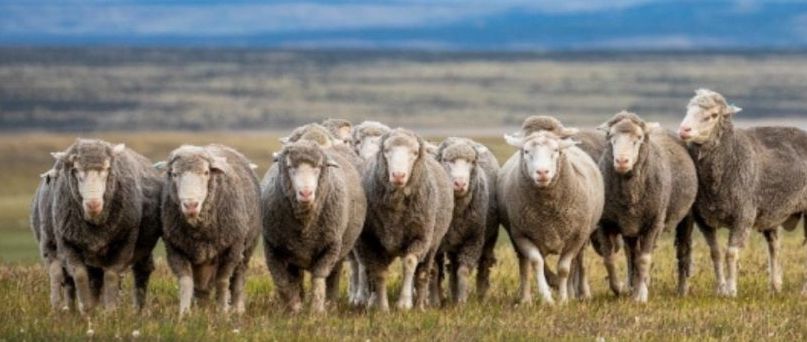 Santa Cruz refuerza la sanidad ovina y declara la emergencia agropecuaria