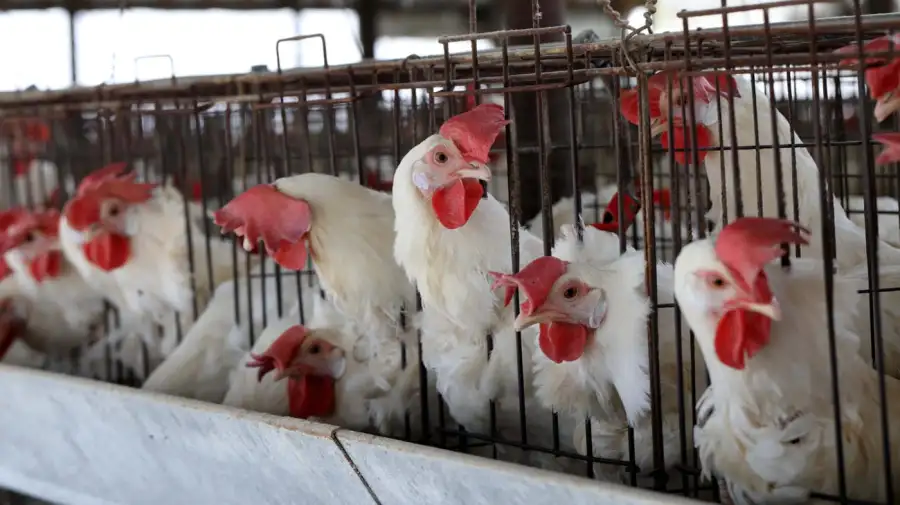 Uruguay declara emergencia sanitaria por gripe aviar