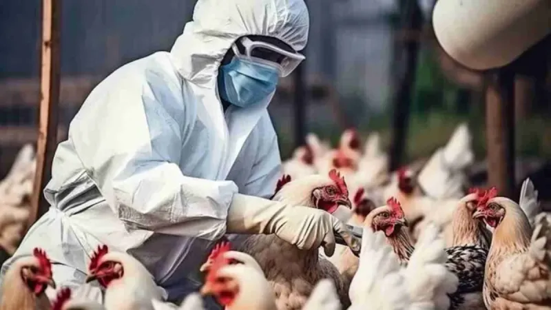 Refuerzan la vigilancia epidemiológica ante nuevos casos de gripe aviar