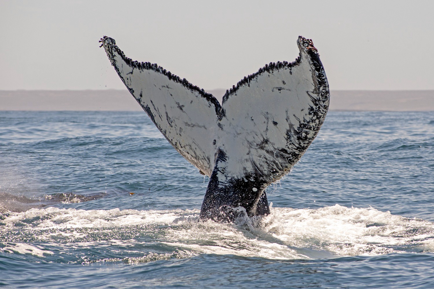 Histórico hallazgo en Chubut: el misterio de las ballenas jorobadas que trazaron una nueva ruta en el Mar Argentino