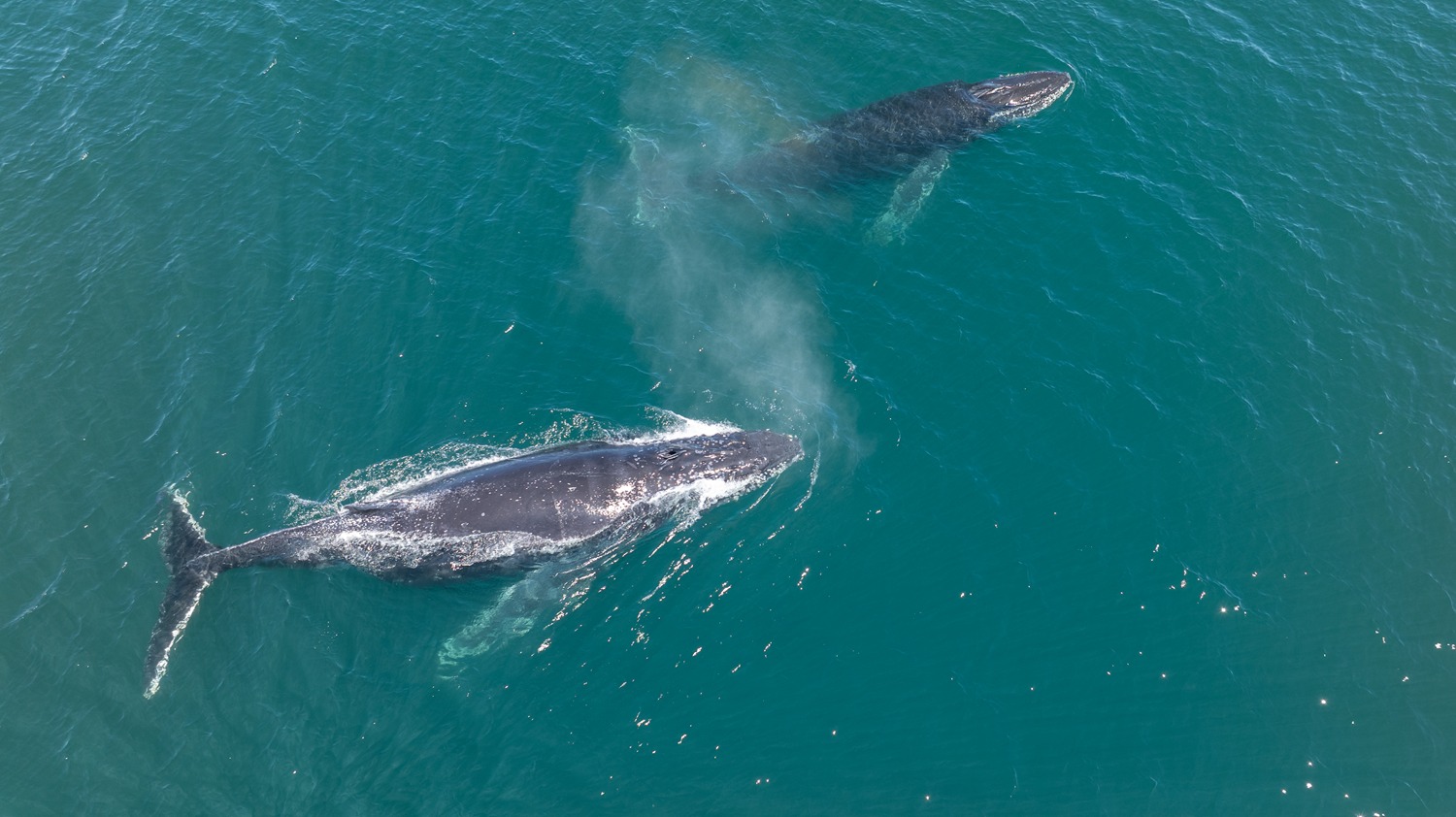 El misterio de las ballenas jorobadas: un rastreo satelital inédito revela una ruta inesperada en las costas de Chubut