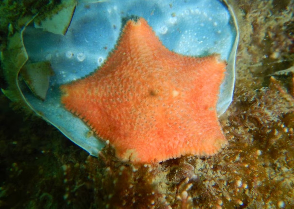 Un nuevo descubrimiento en Chubut: La estrella de mar panzona, una especie que incuba a sus crías en el estómago