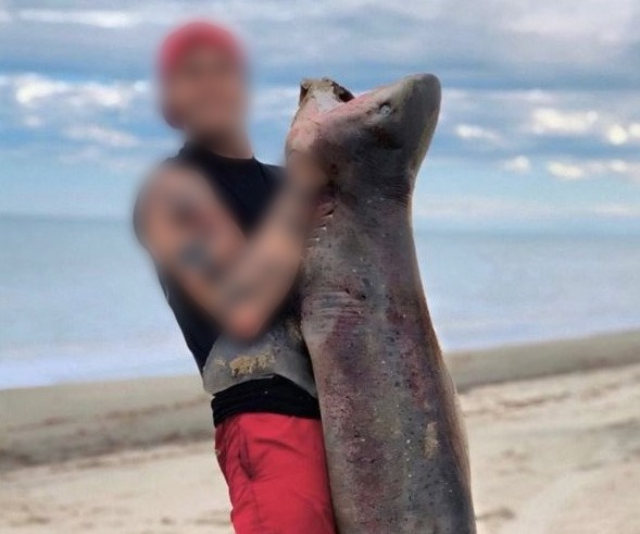Histórico: avanza en Chubut la primera denuncia penal por la pesca de un tiburón protegido