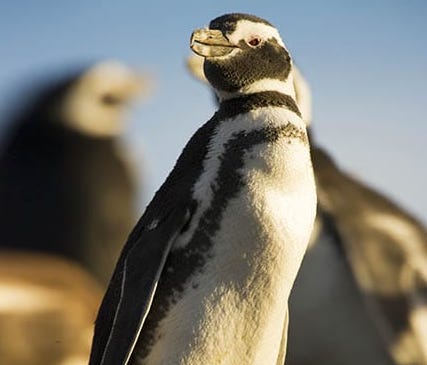 Puerto Madryn celebra el Día Mundial del Pingüino con una propuesta educativa y recreativa
