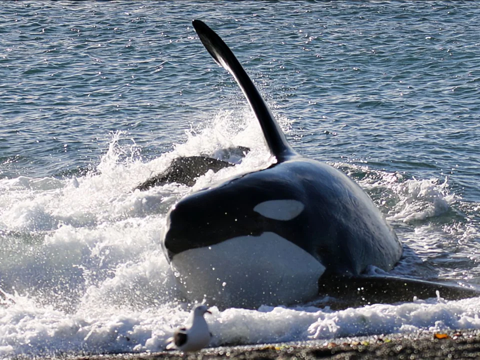 Turismo en Chubut: Las orcas cautivan a los turistas en Península Valdés