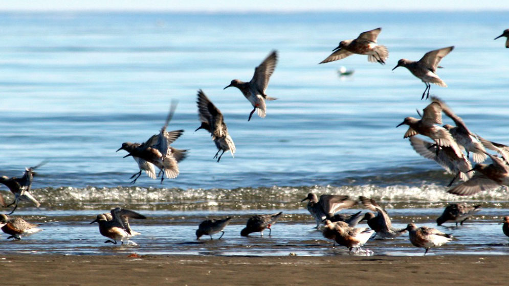 Puerto Madryn celebrará el Día Mundial de las Aves Migratorias