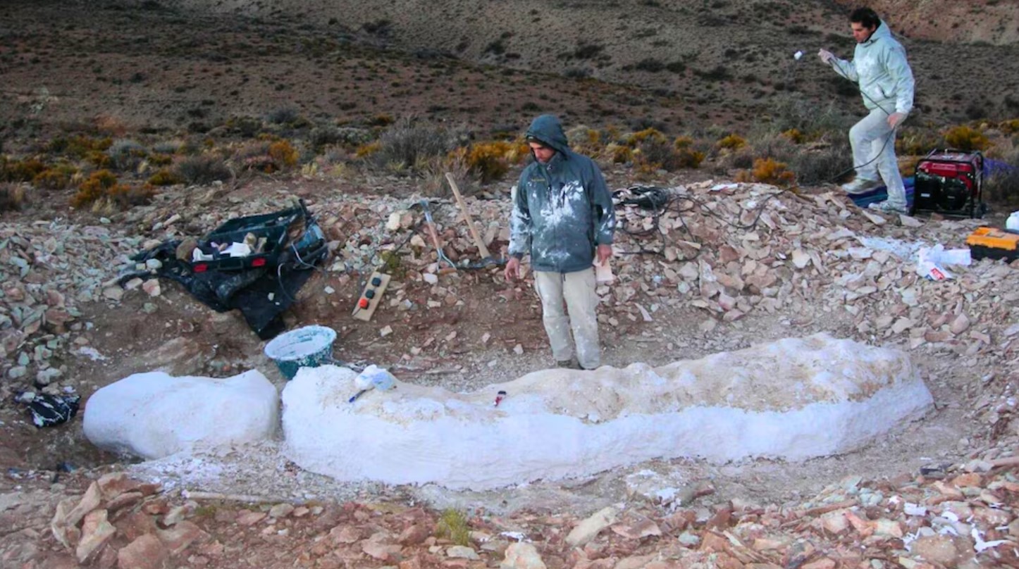 Hallan en Chubut una nueva especie de dinosaurio herbívoro y de cuello largo: Vivió hace más de 155 millones de año y mide entre 15 y 20 metros