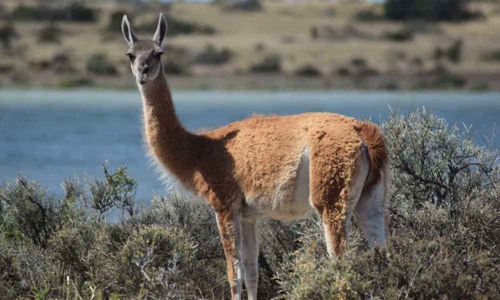 Salud detalló la normativa vigente y recordó que no está habilitada la comercialización de carne de guanaco
