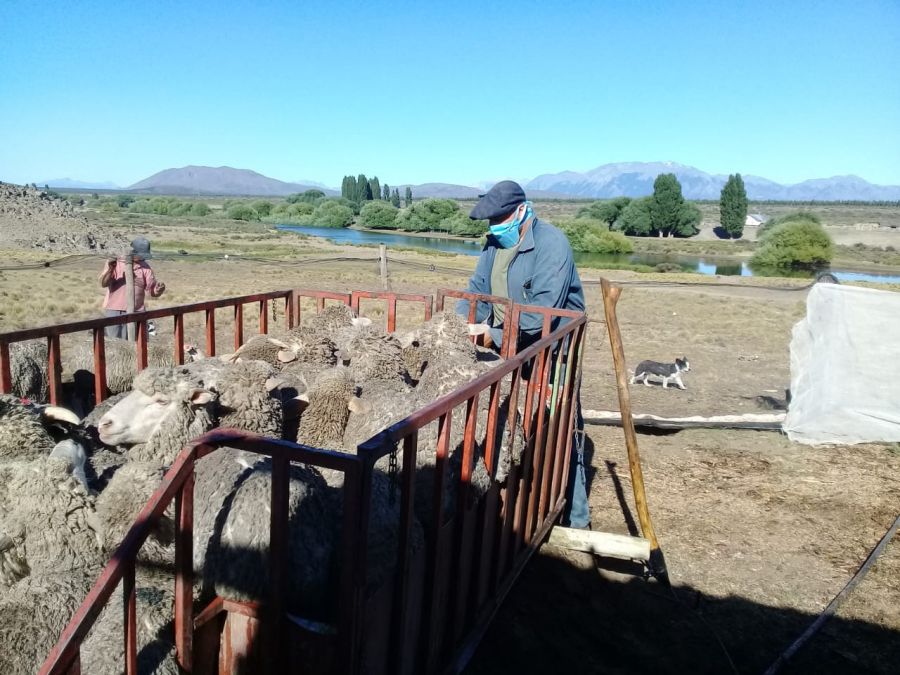 Santa Cruz refuerza la prevención de la sarna ovina ante el ingreso de cuadrillas de esquila