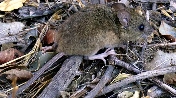 Hantavirus: Se identificaron 3 nuevos casos y uno corresponde a Chubut