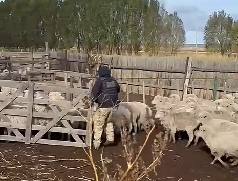 Fiscalía recuperó animales robados: Tras una compleja investigación, realizaron allanamientos positivos en chacras de Trelew y Gaiman por abigeato en la meseta