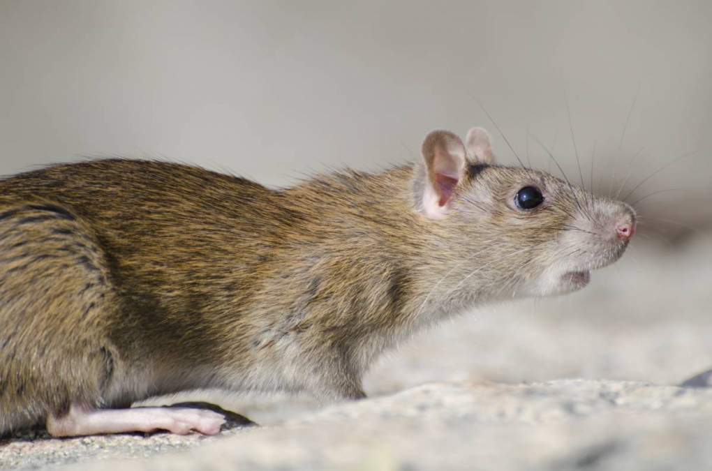 Hantavirus: No se notificaron nuevos casos en Argentina