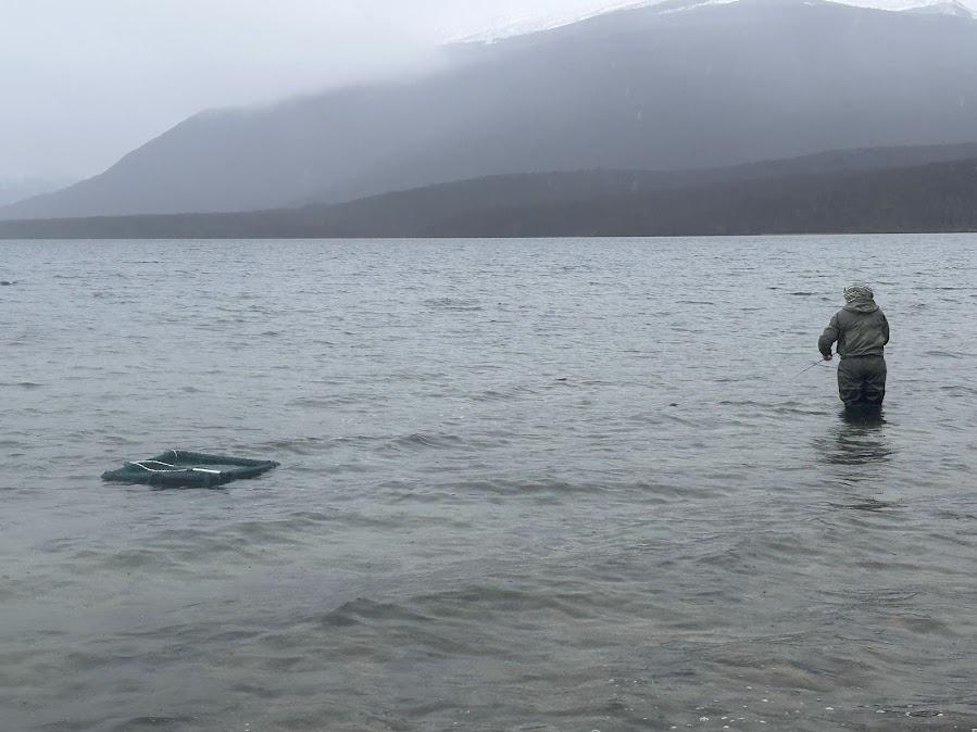 Chubut realiza campaña de captura de truchas y obtención de ovas en la zona de Río Pico